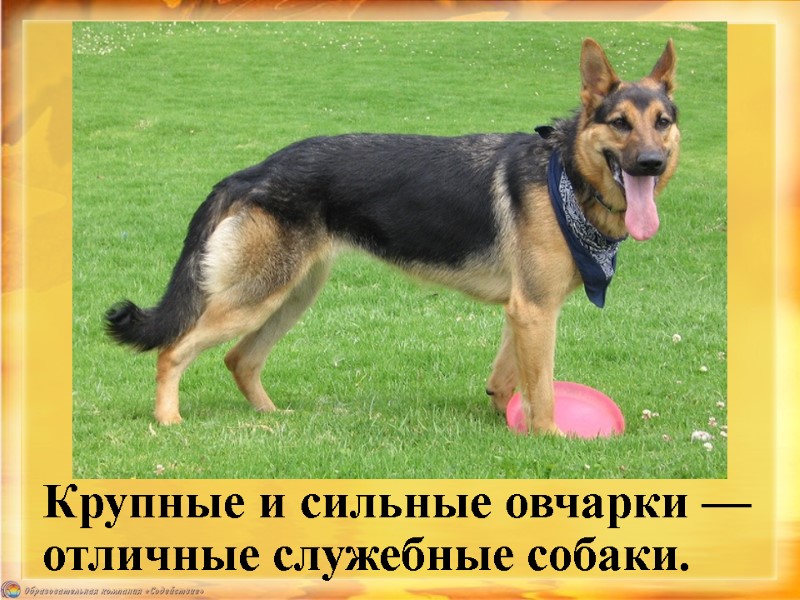 Крупные и сильные овчарки — отличные служебные собаки.